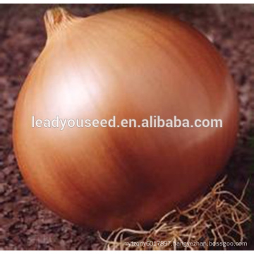 MON03 Huang 96 days global yellow onion seeds for sales